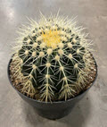 8" Cactus Golden Barrel